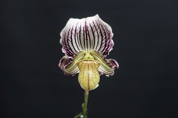 paph.fairrieanum