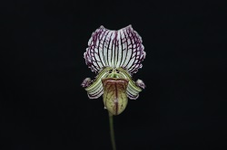 paph.fairrieanum