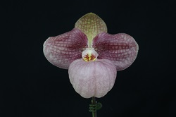 paph.Liberty Taiwan 'Ogurayama'