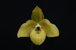 paph.Norito Hasegawa 'Haru'