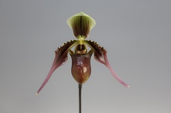 paph.robinsonii 'Red Sword'