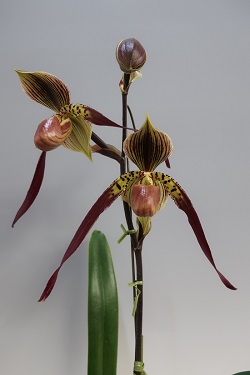 paph.Jerry Spence 'Eureka'