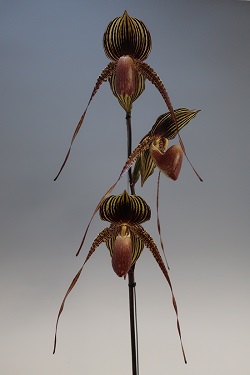 paph.Wossner Black Wings 'Osiris'