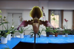 paph.esquirolei 'Taka'