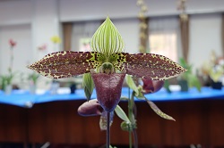 paph.sukhakulii