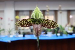 paph.sukhakulii