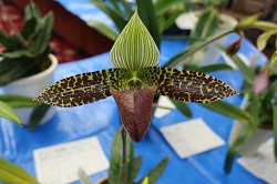 paph.sukhakulii