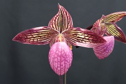 paph.Gloria Naugle '*'