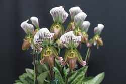 paph.callosum var thailandense '*'