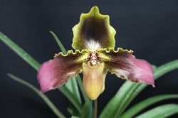 paph.esquirolei 'River Gold'