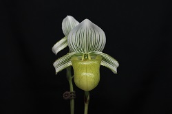 paph.hennisianum var christiansenii 'Green Plum'