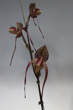 paph.Wossner Black Wings 'Moto'