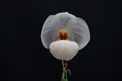 paph.Winter Pearl