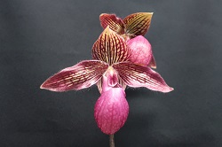 paph.Gloria Naugle