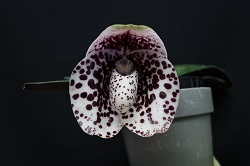 paph.bellatulum