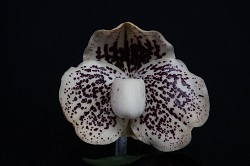 paph.leucochilum