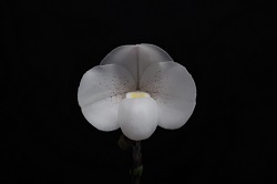 paph.niveum 'Smile of Angels'