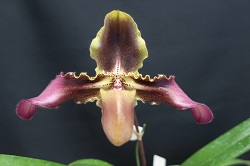 paph.esquirolei