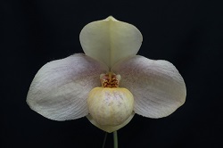 paph.Wossner Wolke 'Bear'