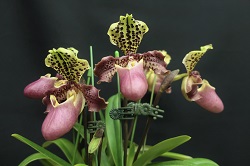 paph.henryanum'Yorozu' AM/KPG