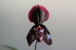 paph.(Maudiae×Reins of Destiny)'East River'