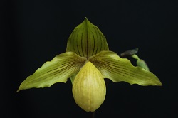 paph.Dollgoldi'Ayaha' AM/JOS