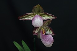 paph.Gloria Nougle