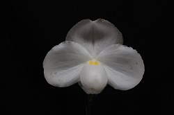 paph.niveum