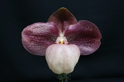 paph.Liberty Taiwan