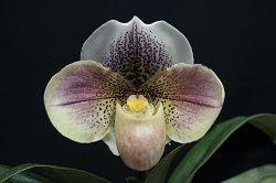 paph.Mystic Knight×Super Jaguar'East River'AM/KPG