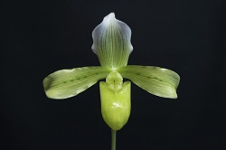 paph.tonsum fna album'seto'