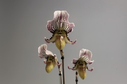 paph.fairrieanum