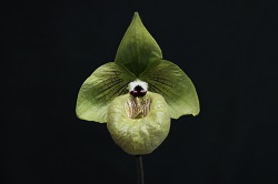 paph.malipoense'Prophet'