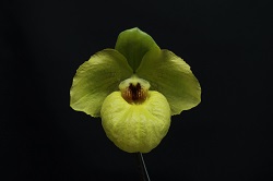 paph.Norito Hasegawa'Prophet's Son'