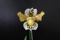 paph.gratrixianum'East River'