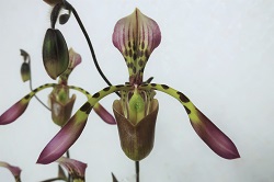 paph.haynaldianum'East River'