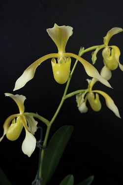 paph.Toni Semple'IGA'