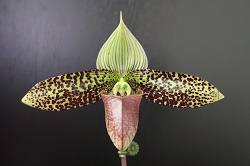 paph.sukhakulii'Pear'