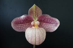 paph.Liberty Taiwan'Momo'