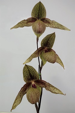 paph.Harold Koopowitz'Red River'