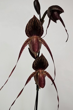 paph.Wossner Black Wings