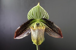 paph.wardii'Rin'