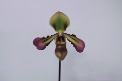 paph.volonteanum