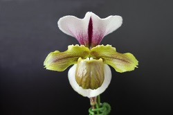 paph.spicerianum'Suigen'