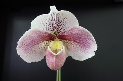 paph.Premium Magic'Hagoromo'