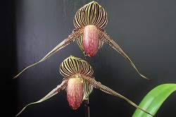 paph.rothschildianum