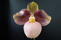 paph.Liberty Taiwan