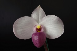 paph.delenatii