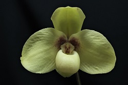 paph.hangianum'Macrura Rex'