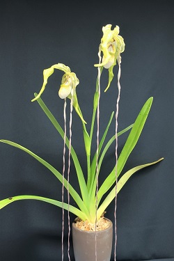 Phrag.Tall Tails'Saga'